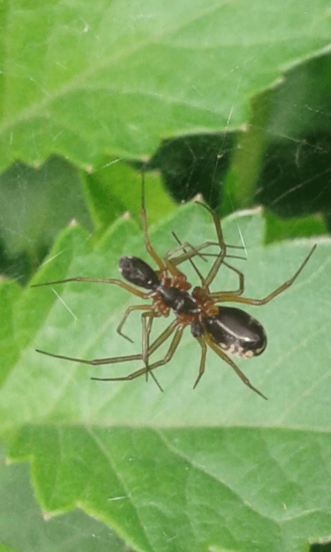 Accoppiamento Frontinella frutetorum - Prov. PD